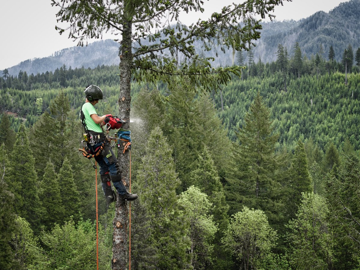 Arborysta z pilarką M18 FTHCHS na wysokim drzewie