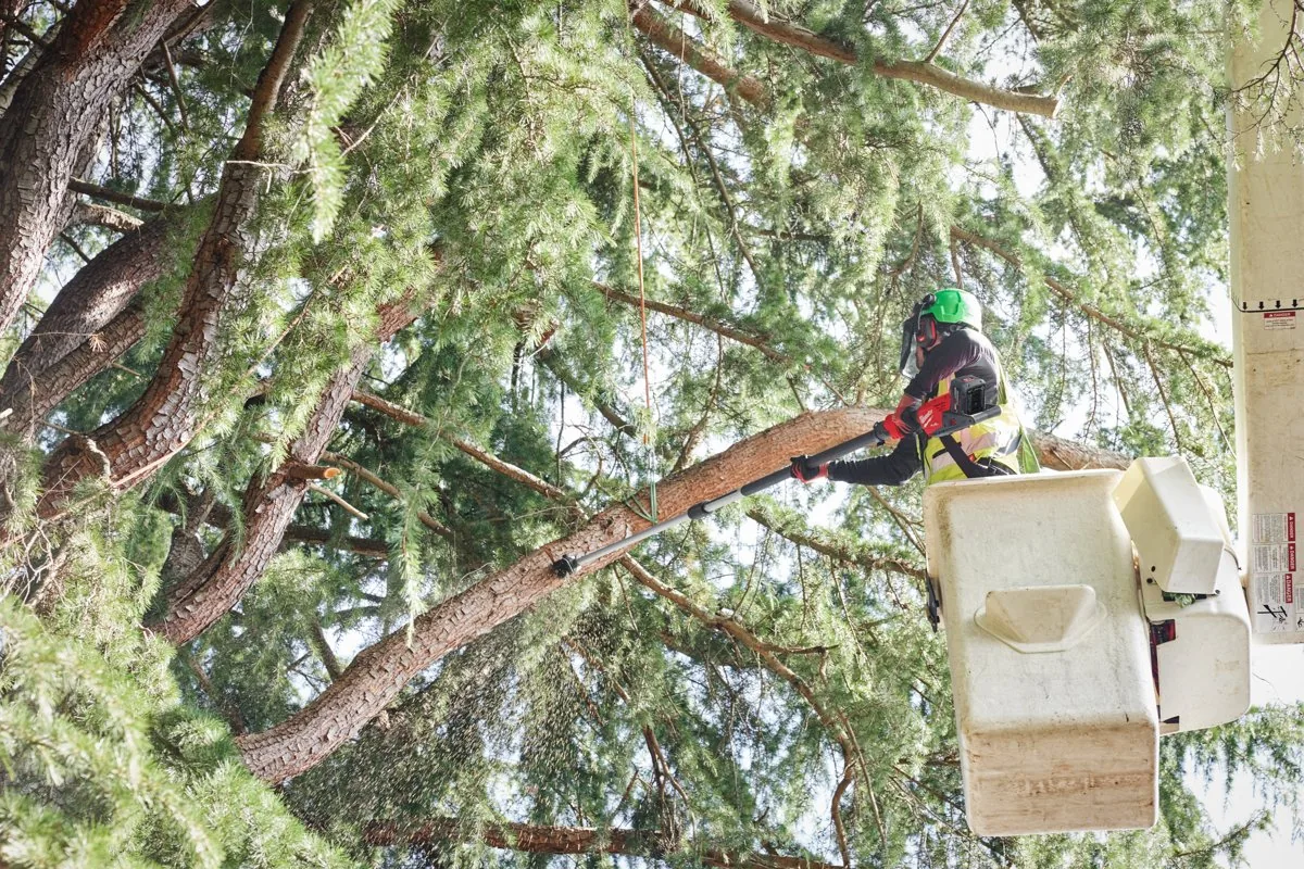 Cięcie konaru podkrzesywarką M18 FTPS30 z podnośnika