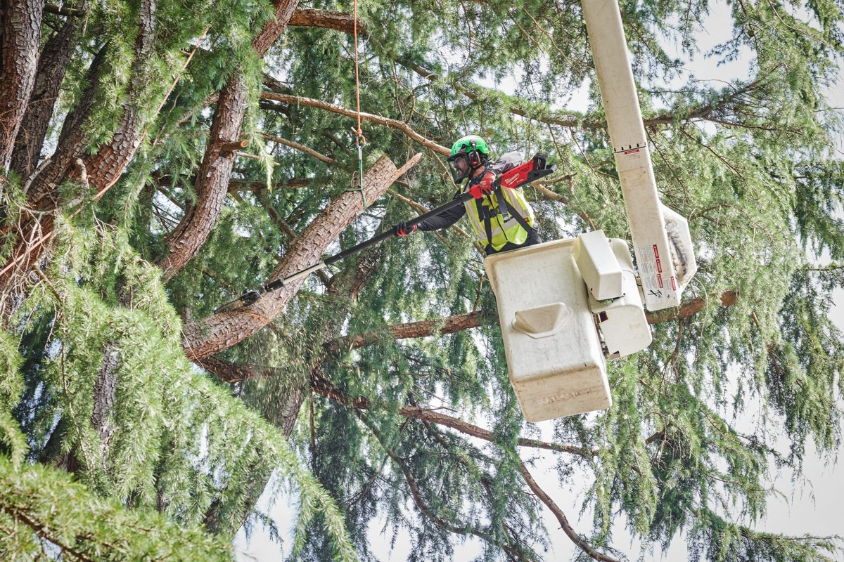 Cięcie gałęzi podkrzesywarką M18 FTPS30 z kosza podnośnika